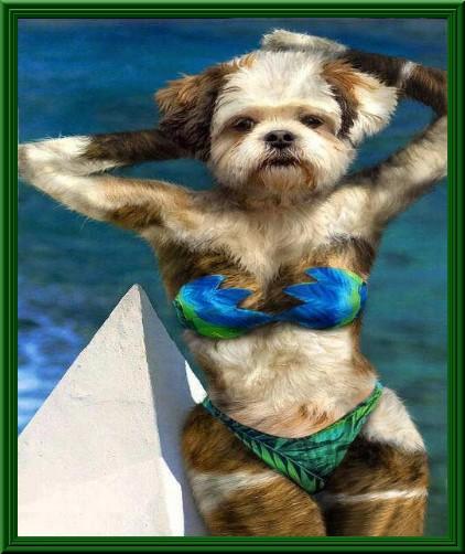 Cane in costume al mare