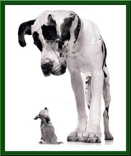 Foto Divertente: Alano con piccolo cane