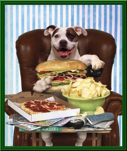 Foto Divertente: Cane che mangia seduto in poltrona