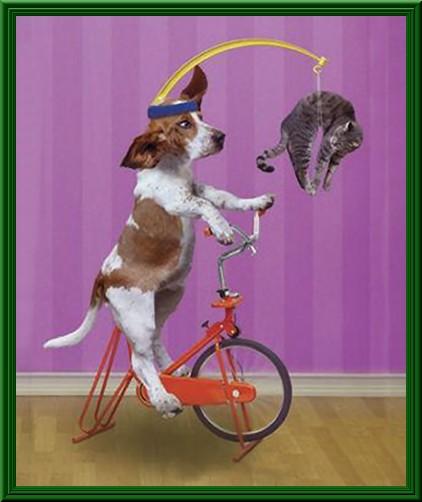 Foto Divertente: Cane in bicicletta con gatto appeso alla testa