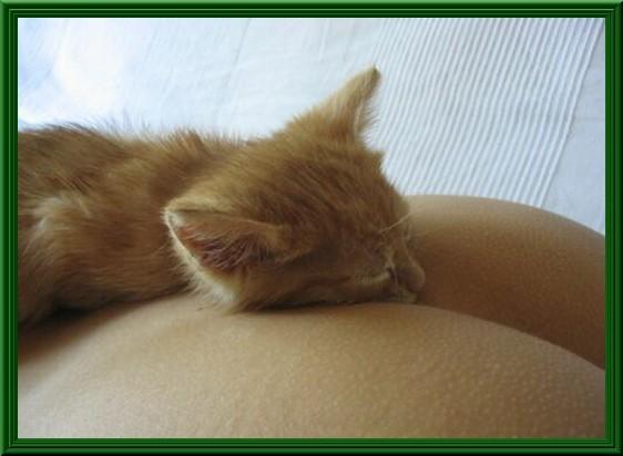 Foto Divertente: Gatto che dorme sui glutei di una ragazza