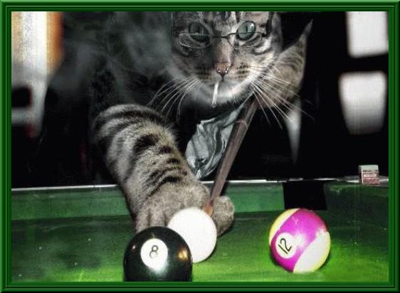 Foto Divertente: Gatto che gioca a biliardo