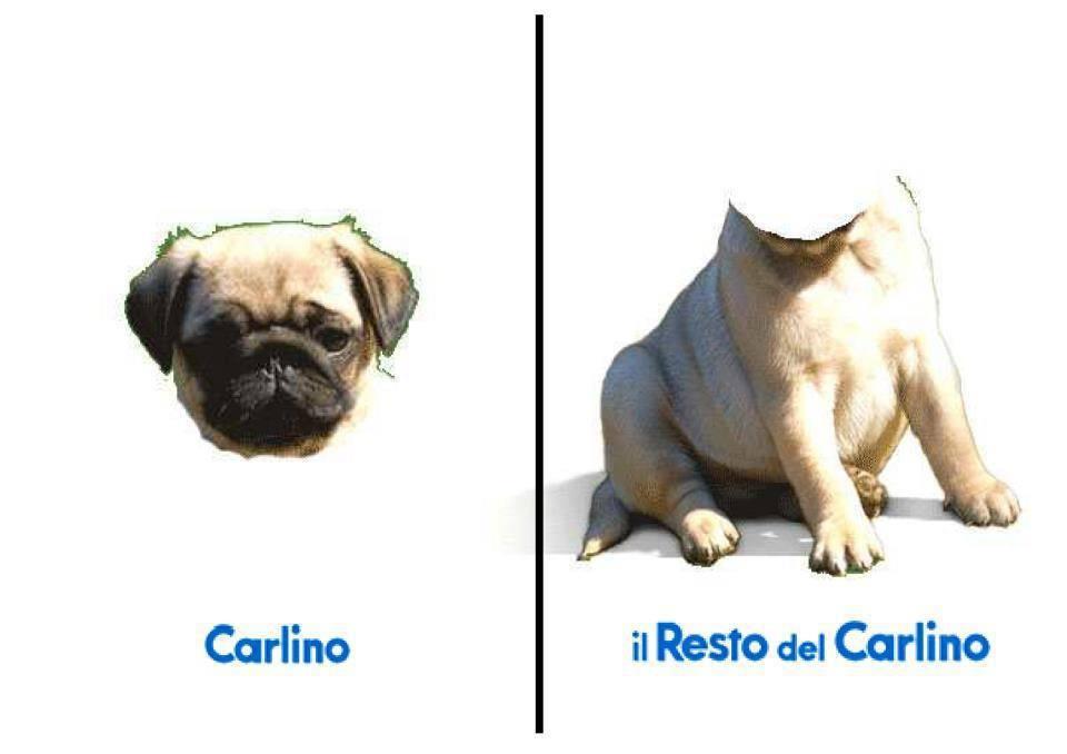 Foto Divertente: La testa e il corpo del Carlino