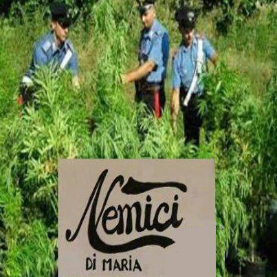 Foto Divertente: Carabinieri in un campo di maryuana