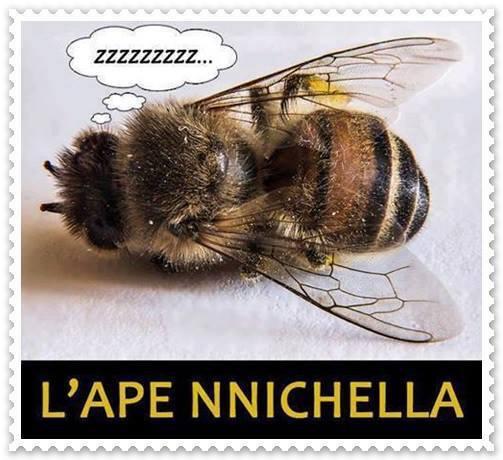 Foto Divertente: Ape che dorme