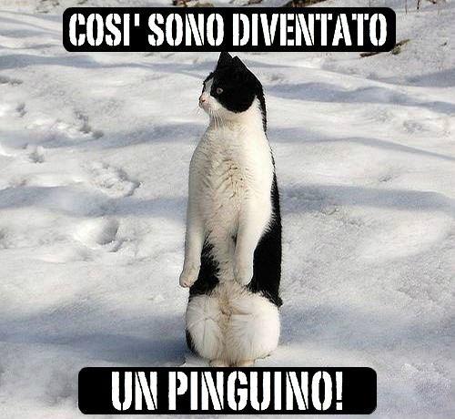 Foto Divertente: Gatto su due zampe che sembra un pinguino