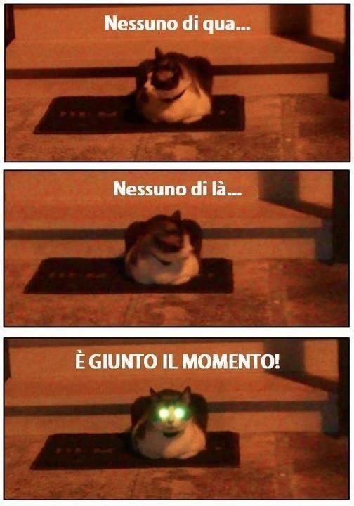 Foto Divertente: Gatto con occhi verdi luminosi