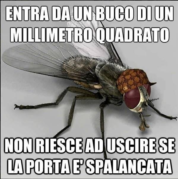 Foto Divertente: Mosca che non riesce ad uscire dalla finestra