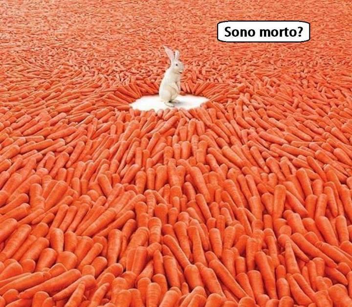 Foto Divertente: Coniglio in mezzo alle carote
