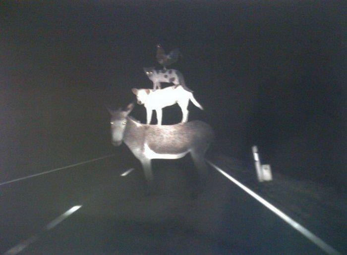 Foto Divertente: Torre di animali in mezzo alla strada
