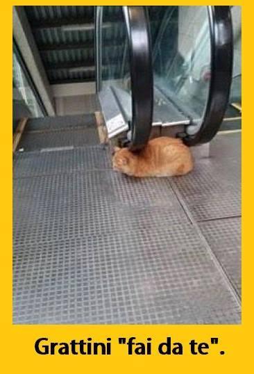 Foto Divertente: Gatto vicino alle scale mobili