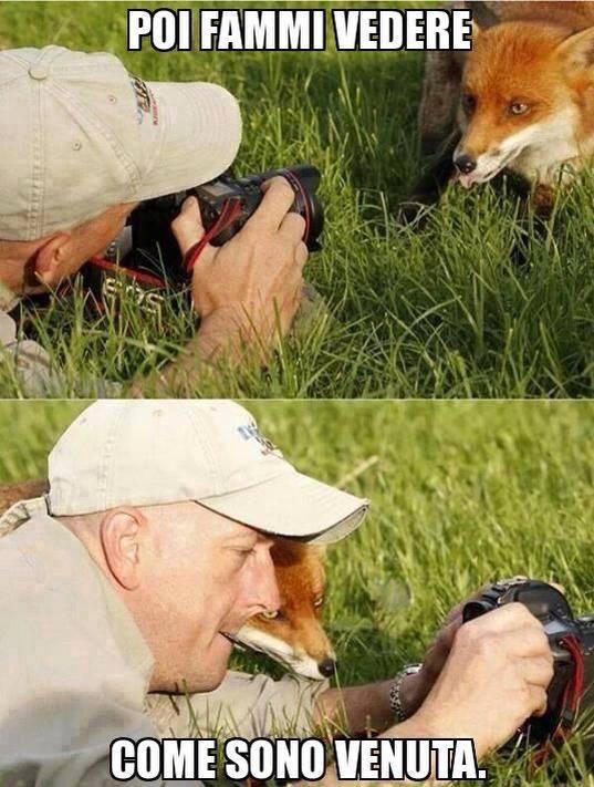 Foto Divertente: Volpe che guarda una foto insieme al fotografo
