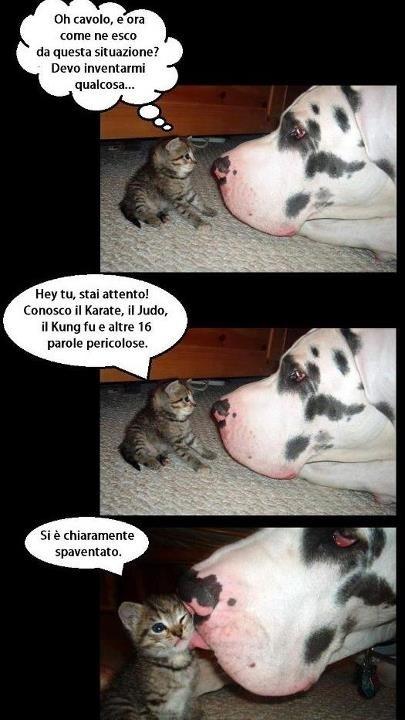 Foto Divertente: Gattino che parla con un alano