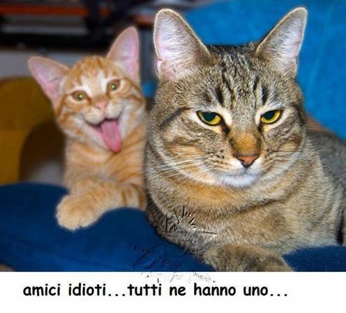 Foto a due amici gatti