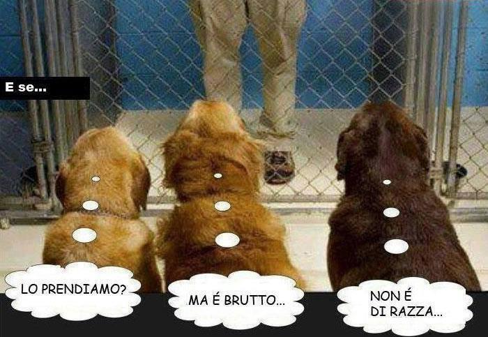 Foto Divertente: Cani che devono scegliere un uomo da adottare