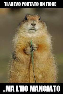 Foto Divertente: Marmotta che si è mangiata un fiore