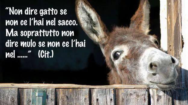 Foto Divertente: Citazione del mulo