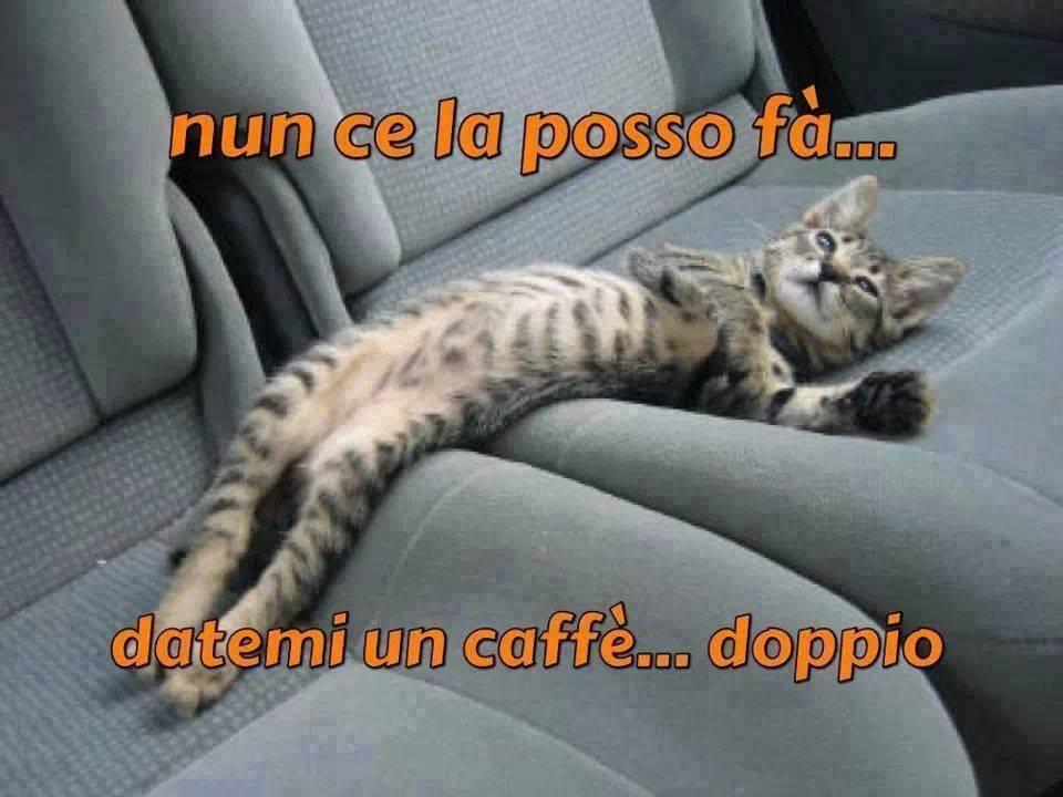 Foto Divertente: Gatto sdraiato sul sedile della macchina