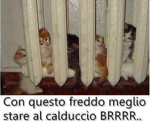 Gatti che stanno al caldo del termosifone