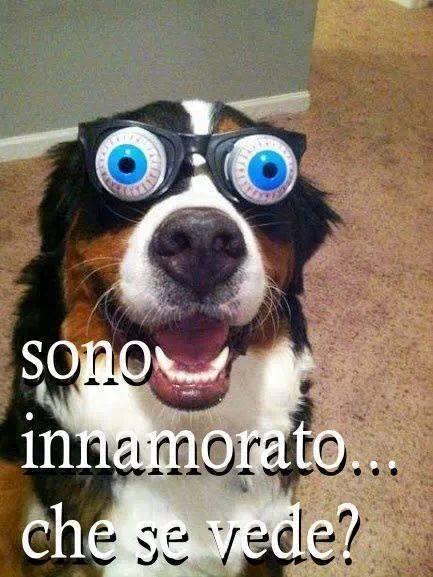 Foto Divertente: Cane con occhiali finti