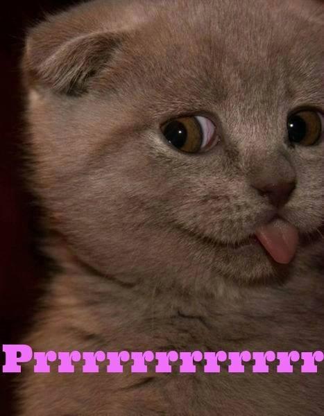 Foto Divertente: Gattino che fa la linguaccia