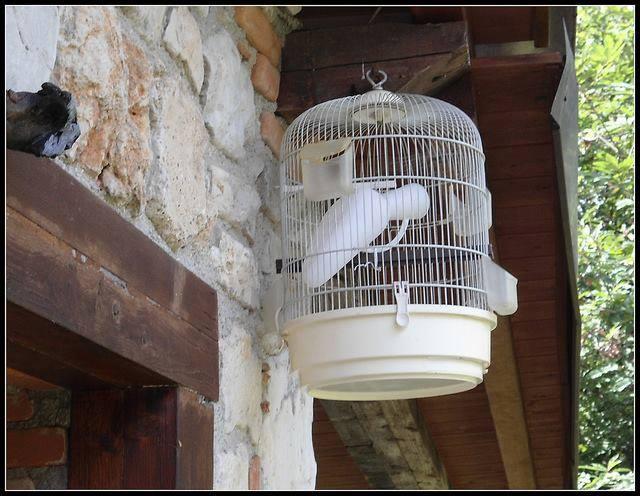 Foto Divertente: Pappagallo molto particolare in gabbia