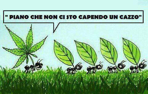 Foto Divertente: Formiche che trasportano foglie
