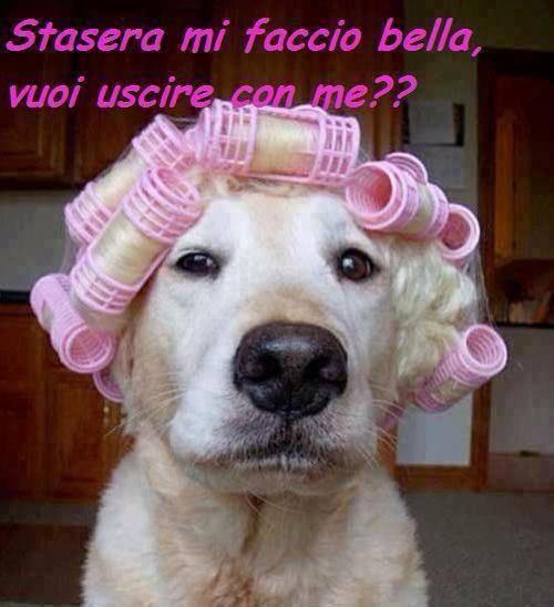 Foto Divertente: Cane con bigodini in testa