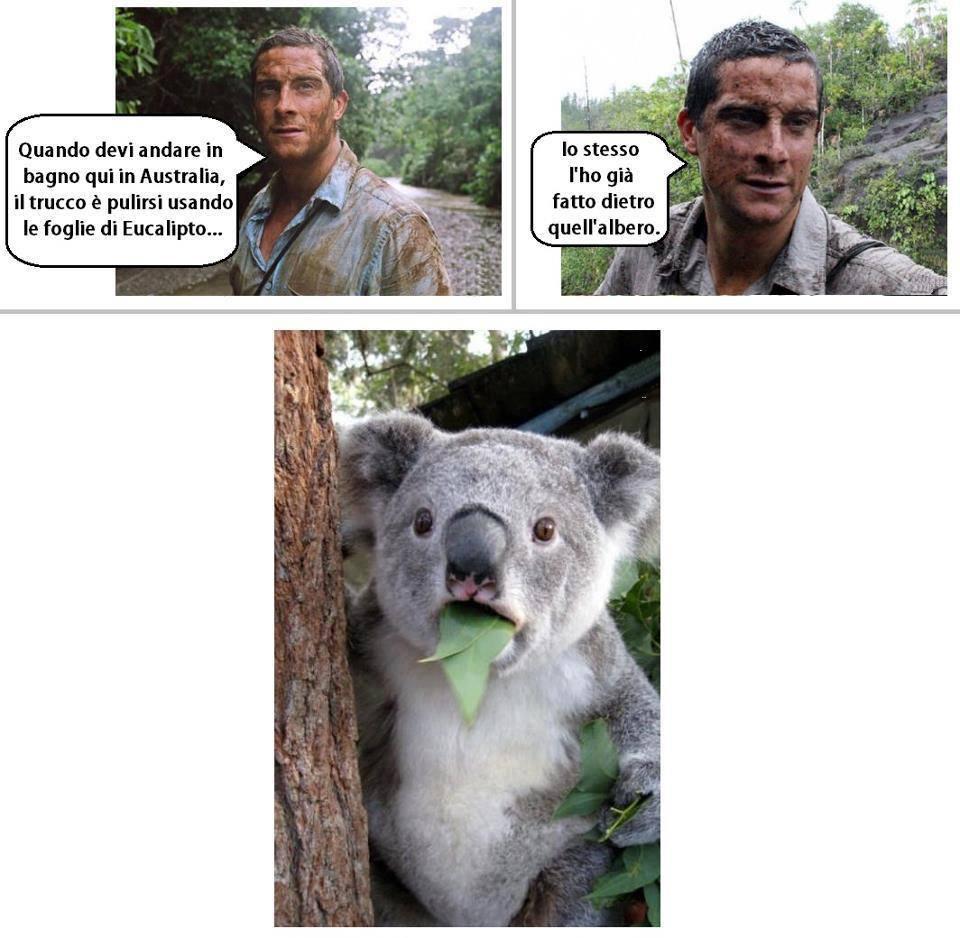 Foto Divertente: Koala che mangia foglia di eucalipto sporca