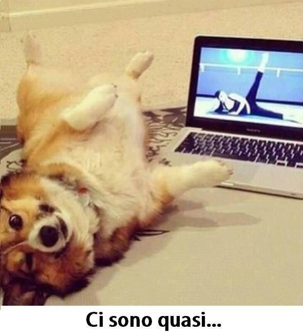Foto Divertente: Cane che fa ginnastica davanti al pc