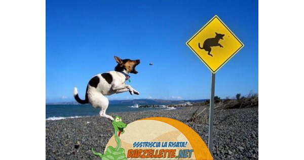 Steinox Cartello Divieto per Cani | 20 × 15 cm acquistare da