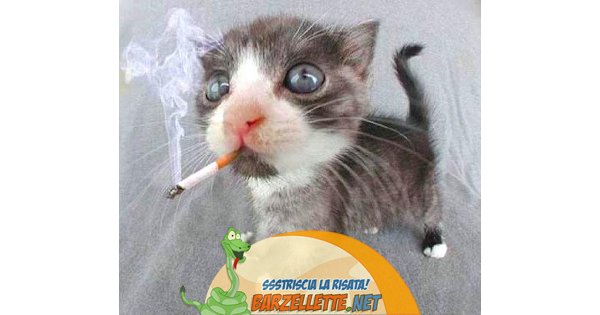 T-shirt Uomo 'I Do Drugs Cats Not Drugs' - Gatto Pazzo Antidroga - Crazy Dog Tshirts - Nero