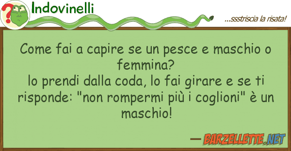 Indovinelli fai capire pesce maschio