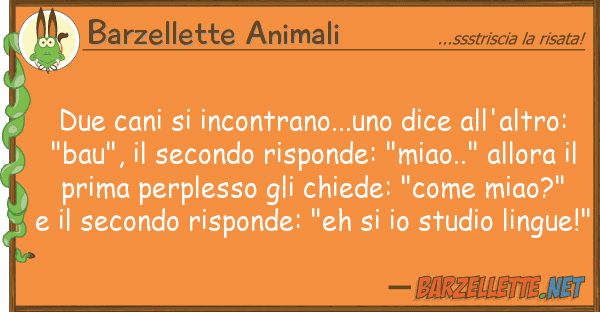 Barzellette Animali due cani incontrano...uno dice all'al