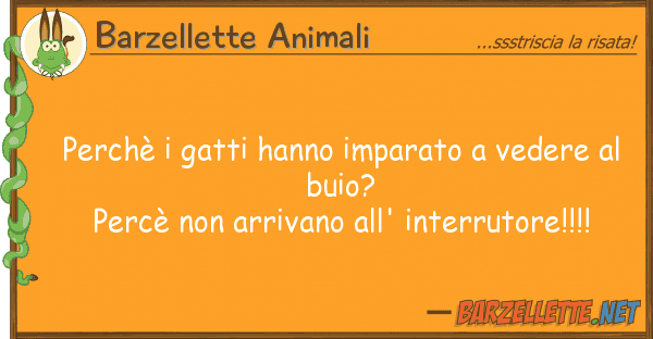 Barzellette Animali perchè gatti hanno imparato vedere