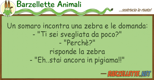 Barzellette Animali somaro incontra zebra domand