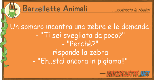 Barzellette Animali somaro incontra zebra domand