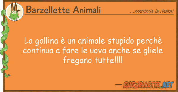 Barzellette Animali gallina è animale stupido perchè