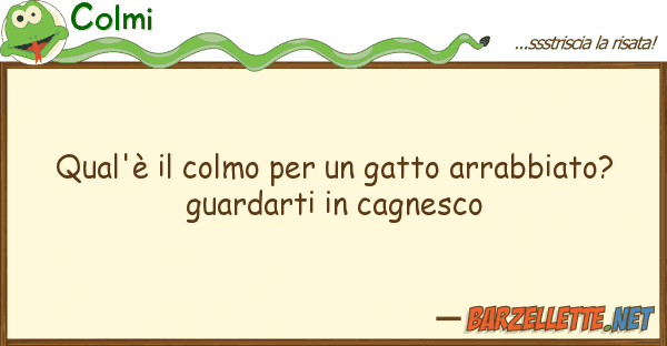 Colmi qual'è colmo gatto arrabbiato