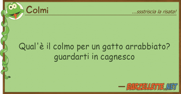 Colmi qual'è colmo gatto arrabbiato