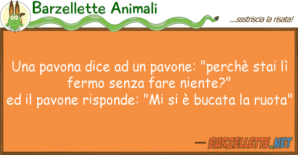 Barzellette Animali pavona dice pavone: "perchè s