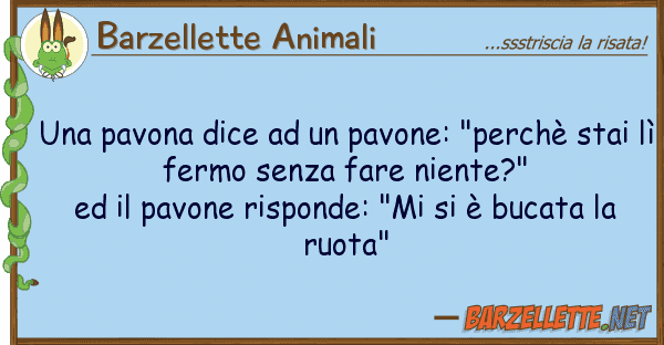 Barzellette Animali pavona dice pavone: "perchè s