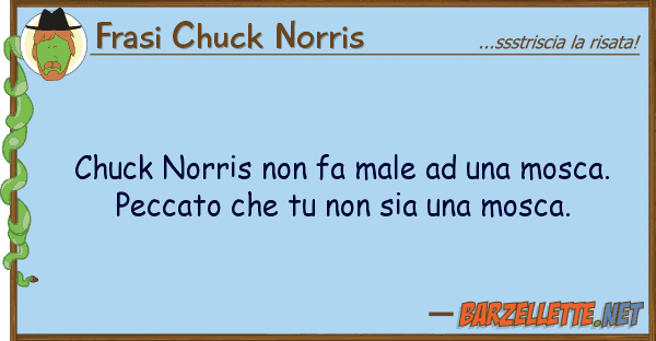Frasi Chuck Norris chuck norris fa male mosca. p