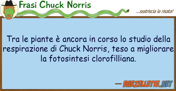Frasi Chuck Norris piante è ancora corso stud