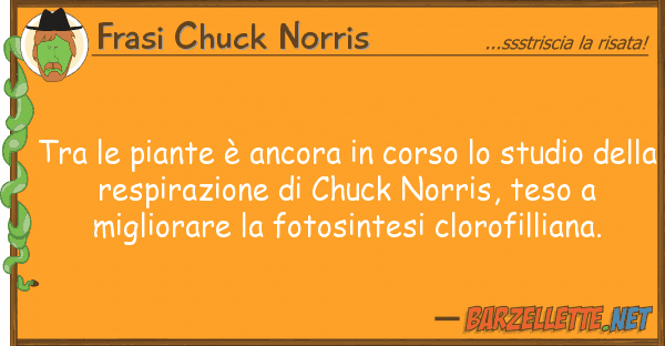 Frasi Chuck Norris piante è ancora corso stud