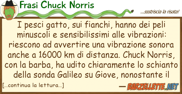 Frasi Chuck Norris pesci gatto, fianchi, hanno pe