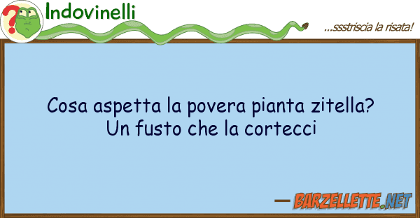 Indovinelli cosa aspetta povera pianta zitella? u