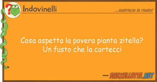Indovinelli cosa aspetta povera pianta zitella? u