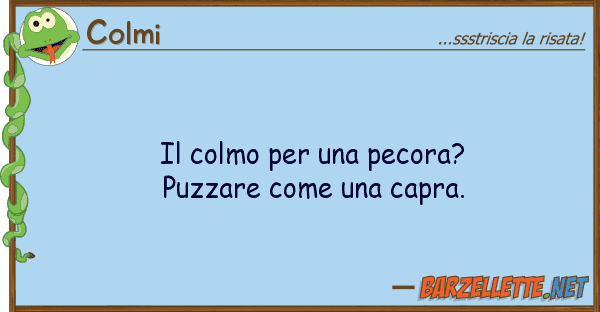 Colmi colmo pecora? puzzare u