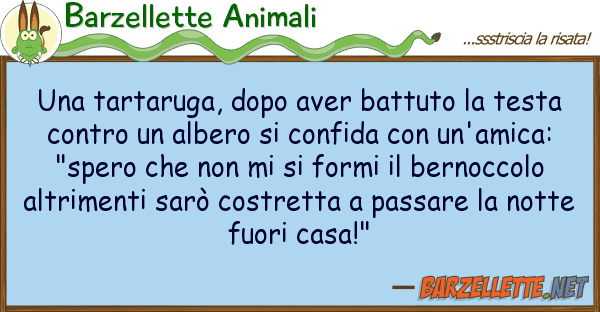 Barzellette Animali tartaruga, dopo aver battuto test